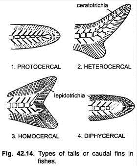 Types of Tails or Caudal Finds in Fishes