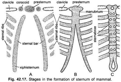 Stages in the Formation of Sternum of Mammal