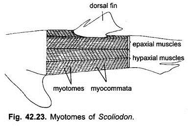 Myotomes of Scoliodon