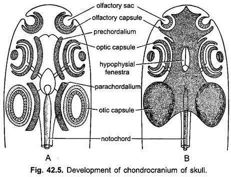 Development of Chondrocranium of Skull