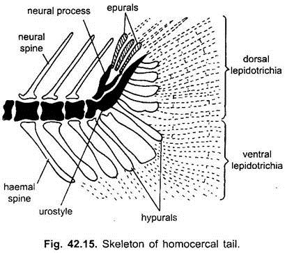 Skeleton of Homocercal Tail