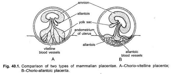 Comparison of Two Types of Mammalian Placentae