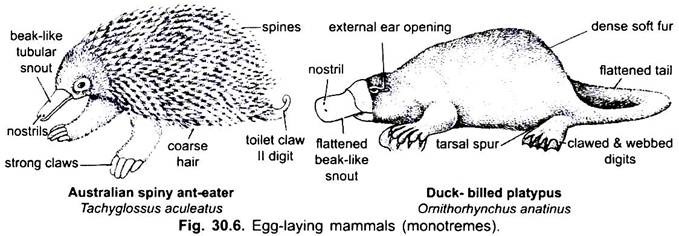 Egg-Laying Mammals