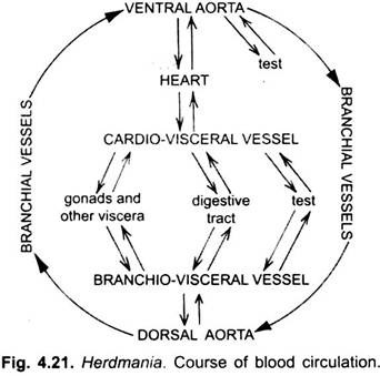Course of Blood Circulation