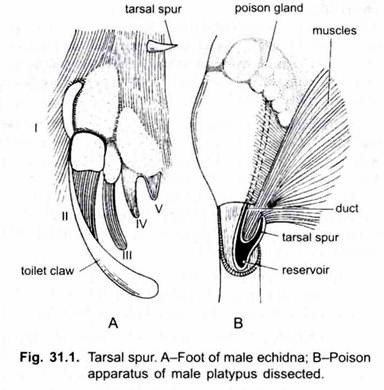 Tarsal Spur