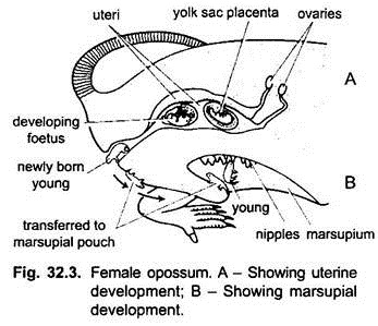 Female Opossum