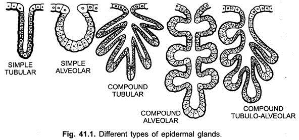 Different Types of Epidermal Glands