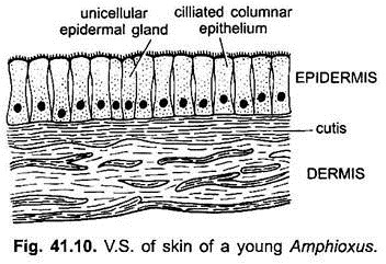 V.S. of Skin of a Young Amphioxus