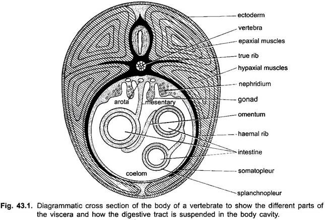 Diagrammatic Cross Section of the Body of a Vertebrate