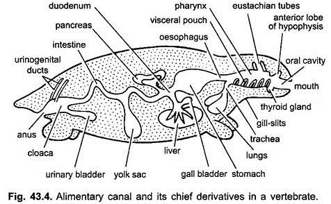 Alimentary Canal and its Chief Derivatives in a Vertebrate