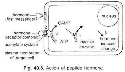 Action of Peptide Hormone
