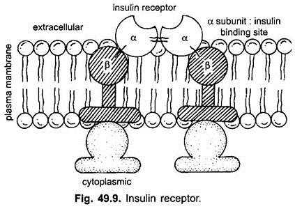 Insulin Receptor