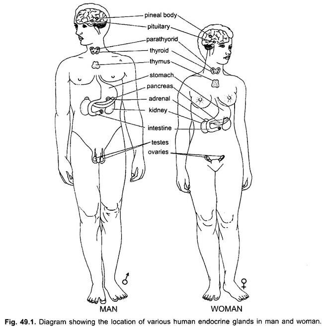 Location of Various Human Endocrine Glands in Man and Woman