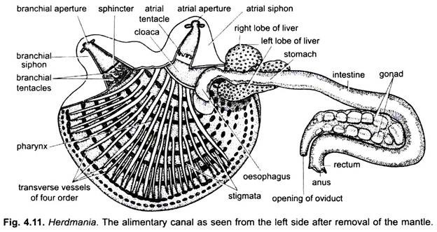 Alimentary Canal