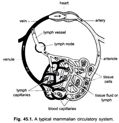 Typical Mammalian Circulatory System