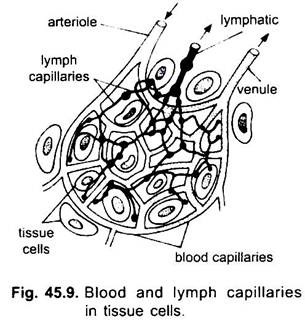 Blood and Lymph Capillaries in Tissue Cells