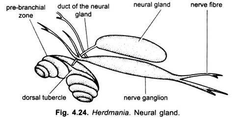 Neural Gland