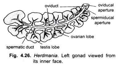 Reproductive Organs of Herdmania (With Diagram) | Chordata | Zoology