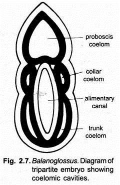 Diagram of Tripartite Embryo