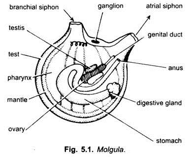 Molgula