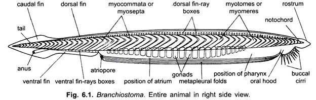 External Morphology of Branchiostoma (With Diagram) | Chordata | Zoology