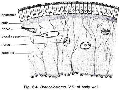 V.S. of Body Wall