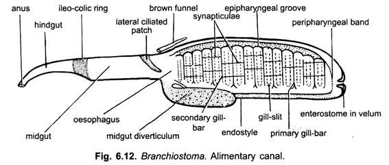 Alimentary Canal