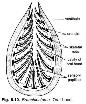 Oral Hood