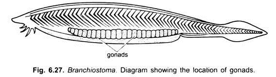 Location of Gonads