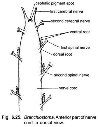 Anterior Part of Nerve Cord in Dorsal View