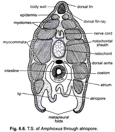 T.S. of Amphioxus through Atriopore