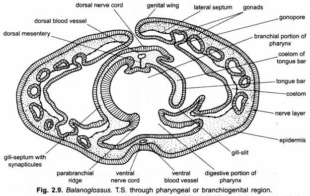 T.S. through Pharyngeal