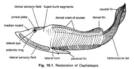 Restoration of Cephalaspis