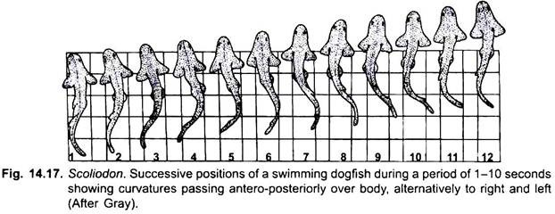 Successive Positions of a Swimming Dogfish