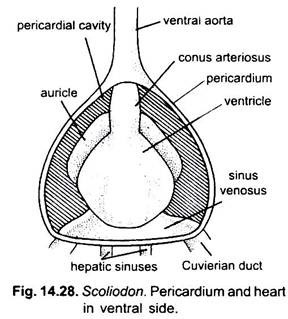Pericardium and Heart in Ventral Side