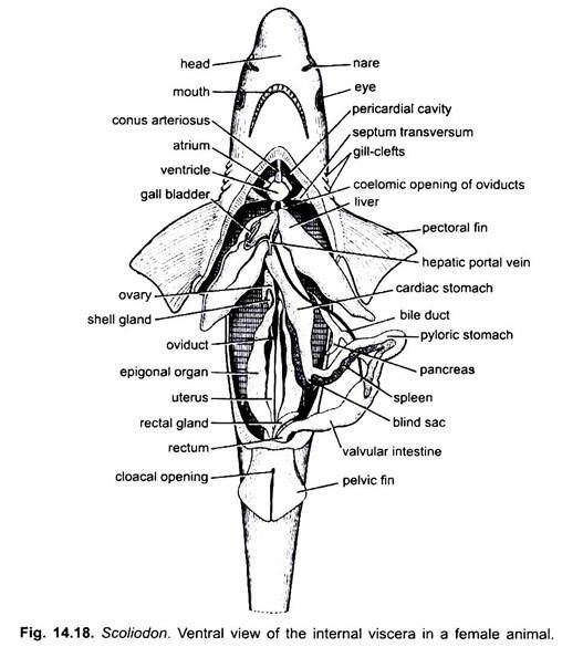 Ventral View of the Internal Viscera in a Female Animal