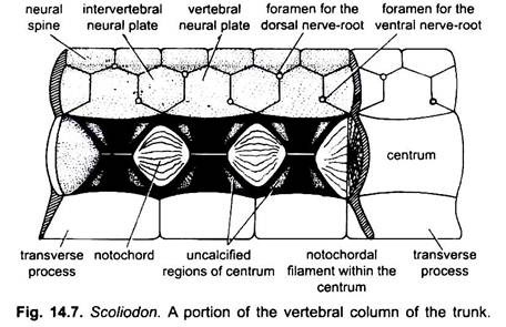 Portion of the Vertebral Column of the Trunk