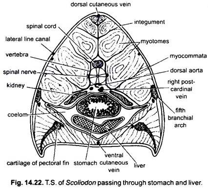 T.S. of Scoliodon Passing through Stomach and Liver