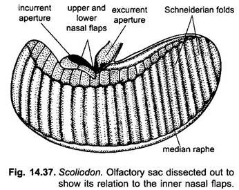 Scoliodon