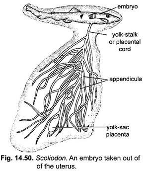 Embryo Taken Out of the Uterus