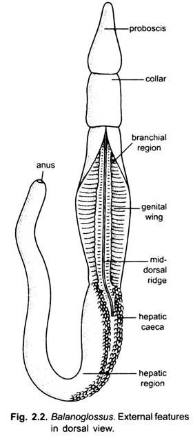 External Features in Dorsal View