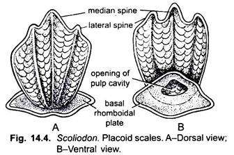 Placoid Scales