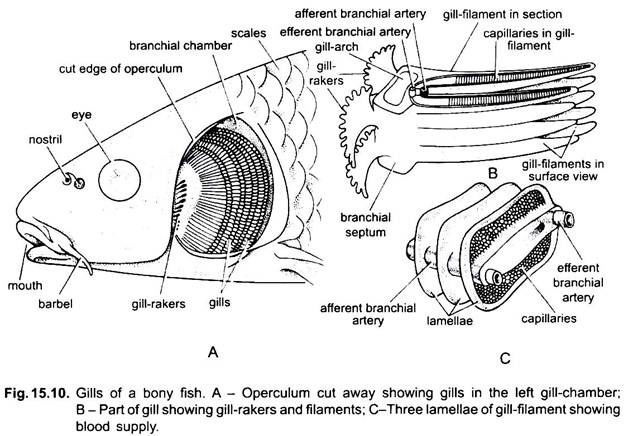 Gills of a Bony Fish