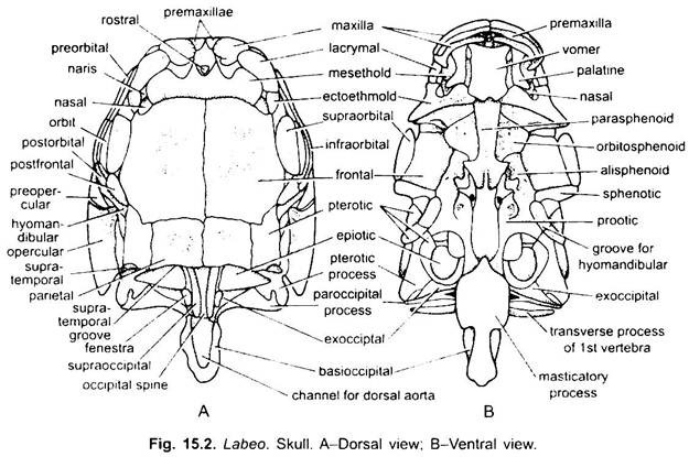 Skull