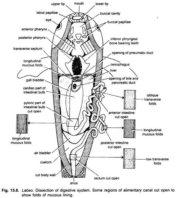 Dissection of Digestive System