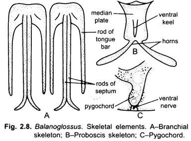 Skeletal Elements