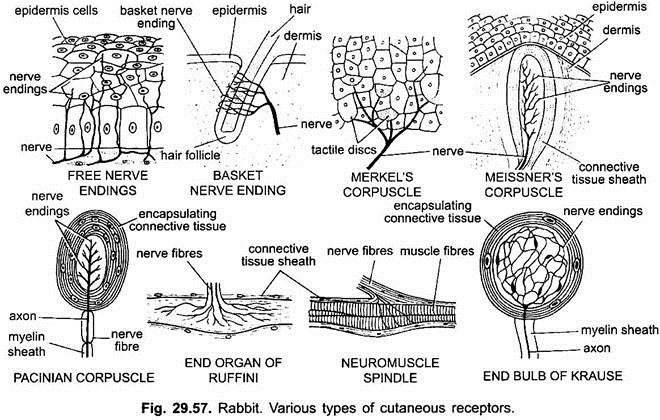 Various Types of Cutaneous Receptors