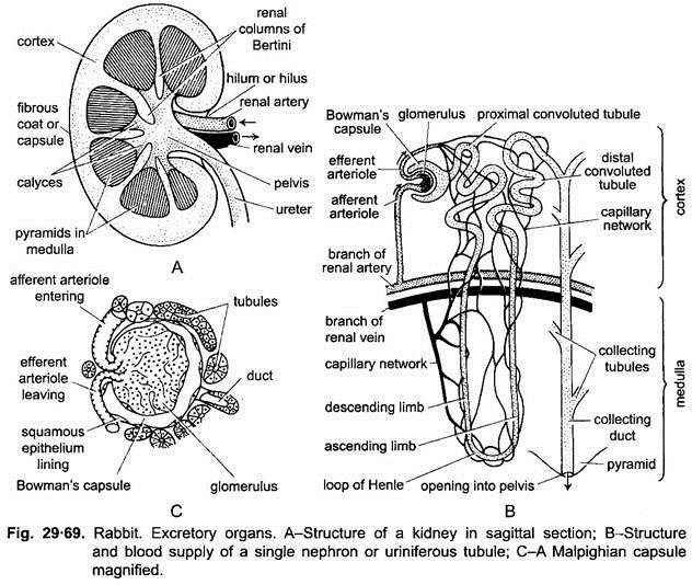 Excretory Organs