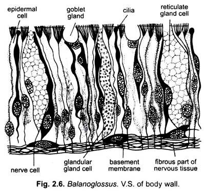 V.S. of Body Wall