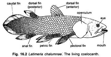 Latimeria Chalumnae